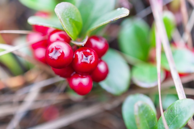 Pequeno arbusto com cranberries maduras de bagas. Tundra polar, outono profundo.