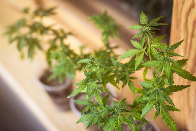 Pequeno arbusto de cannabis cresce em um peitoril da janela