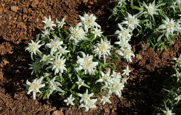 Un pequeño arbusto de flor edelweiss sobre suelo marrón