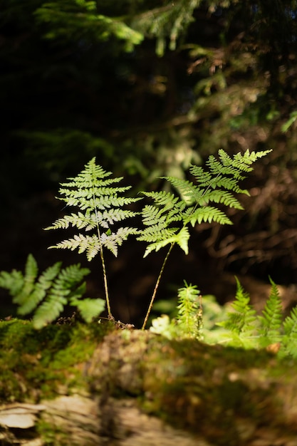 Foto un pequeño arbusto de helecho en el bosque