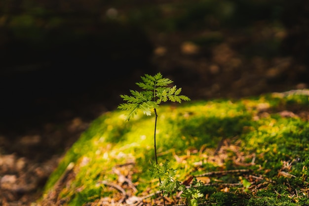 Foto pequeño arbusto de helecho a la luz del sol sobre un fondo de musgo en el bosque