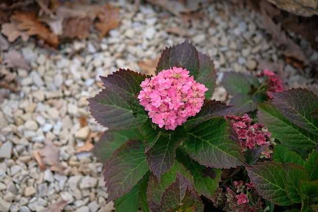 Pequeño arbusto de hortensia en diseño de paisaje Hortensia rosa oscuro en otoño en el parque