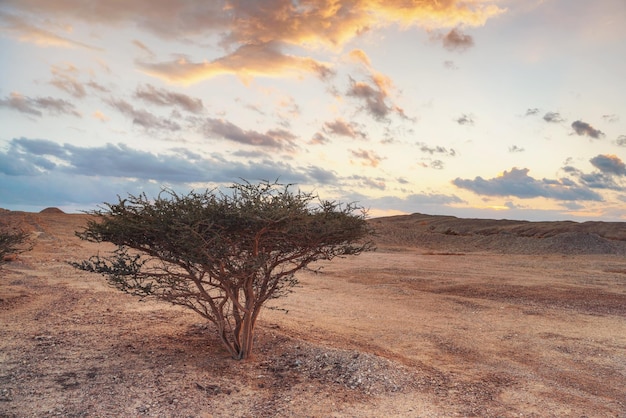 Pequeno arbusto ou árvore com galhos espinhosos crescendo no deserto como paisagem, nuvens do pôr do sol à distância - cenário típico na parte sul de Israel, perto da fronteira com a Jordânia.
