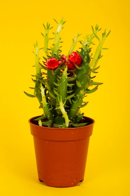 Pequeño arbusto suculento de floración verde en maceta. Foto de estudio