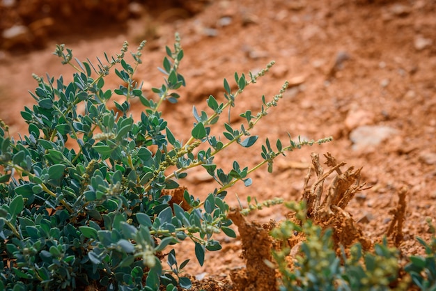 Pequeño arbusto verde sobre suelo arcilloso seco en las montañas