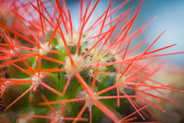 Pequeño arco iris del echinocactus grusonii, planta de la casa, suculenta.