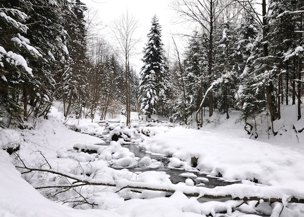 Un pequeño arroyo atraviesa un bosque nevado de invierno. Pinos y otros árboles cubiertos de nieve.