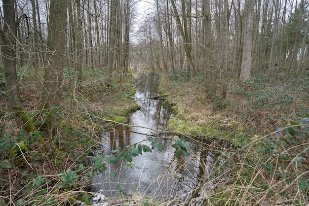 Un pequeño arroyo en un bosque verde