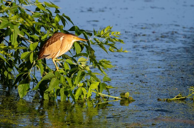 Pequeño avetoro Ixobrychus minutus Una hembra adulta se sienta en una rama sobre un estanque