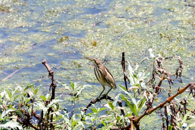 El pequeño avetoro Ixobrychus minutus