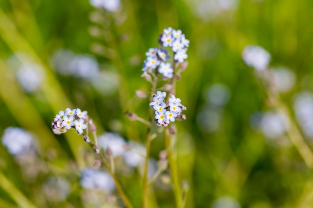 Pequeno azul não me esqueça de flores em um fundo verde em um dia ensolarado na fotografia macro de primavera Blooming
