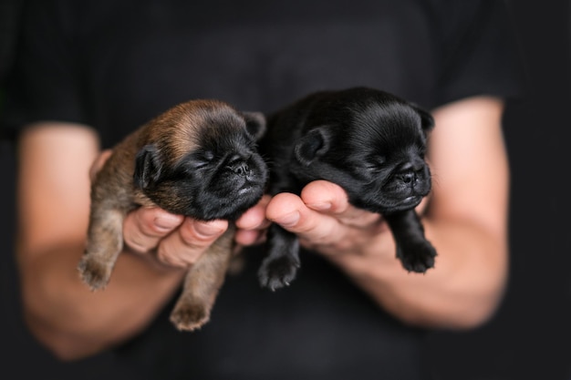 Pequeño bebé cachorro ciego duerme en manos humanas