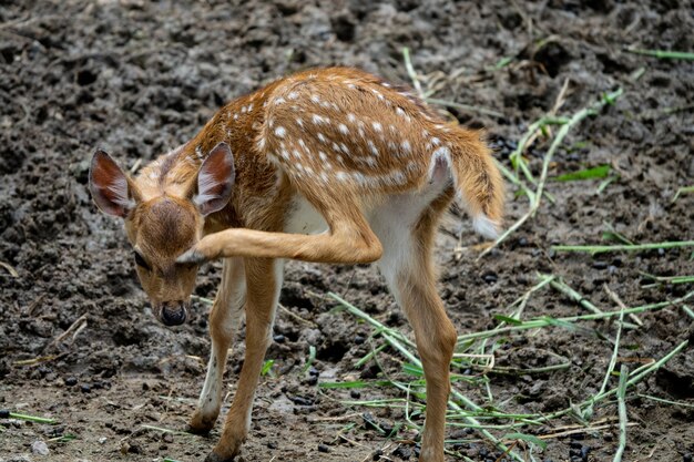 Un pequeño bebé ciervo en el zoológico