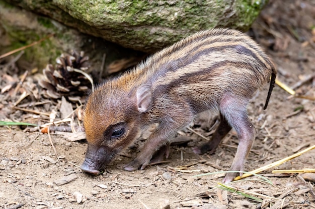 Foto pequeño bebé en peligro de extinción de cerdo verrugo de visayan