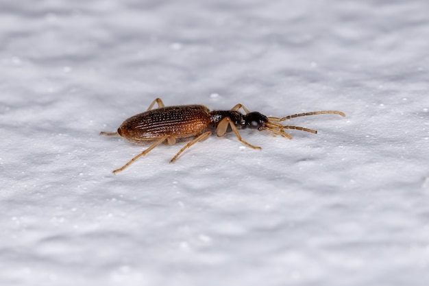 Pequeno Besouro Terrestre Adulto da Família Carabidae