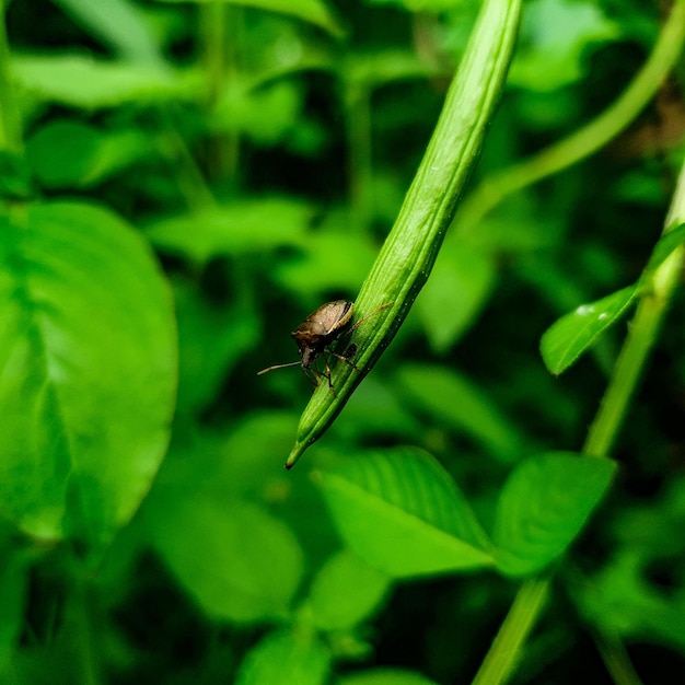 Pequeño betle en el fondo de la hoja de hierba hermosa naturaleza concepto hoja tropical