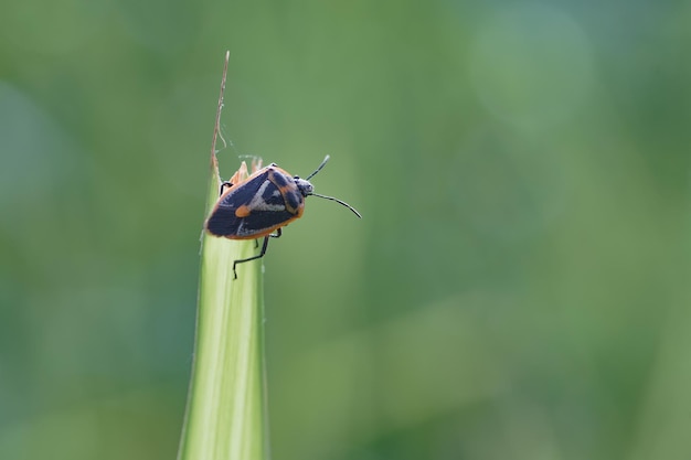 Foto pequeño bicho de cerca. señora bicho. pequeña muda de insectos