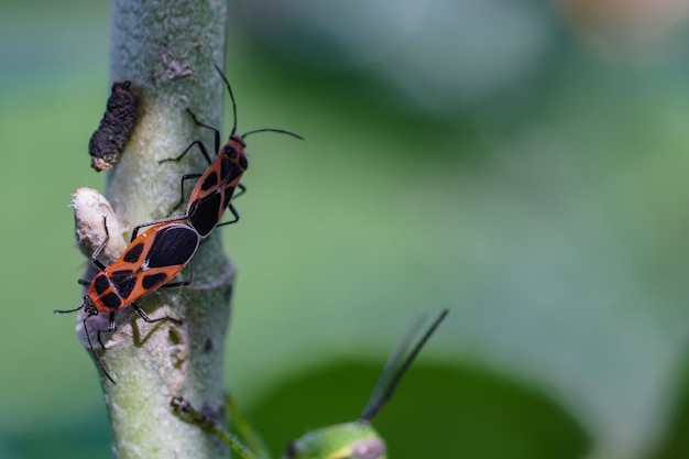 Pequeño bicho de cerca. Señora bicho. Pequeña muda de insectos