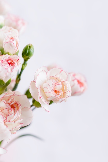 Pequeño blanco delicado con flores de clavel de borde rosa sobre un fondo blanco, espacio de copia