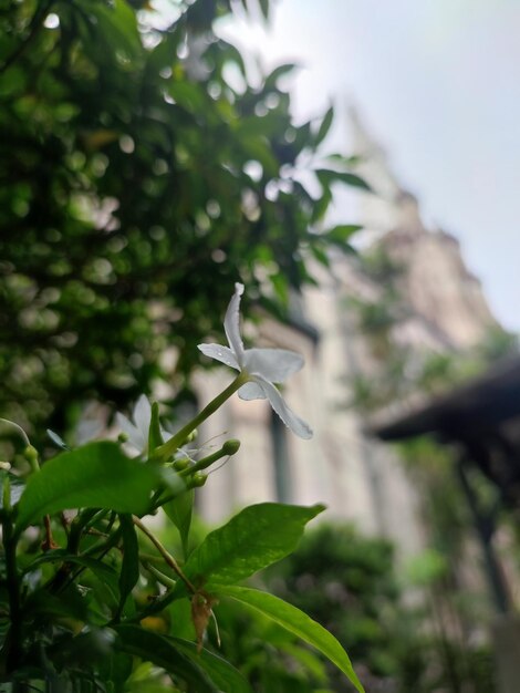 Pequeño blanco hermoso blanco Gardenia jasminoidesTabernaemontana divaricata Apocynaceae