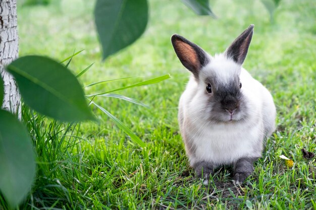 Pequeño blanco lindo con conejo gris en pasto verde en día de verano con bokeh de fondo. Concepto de conejito de pascua.