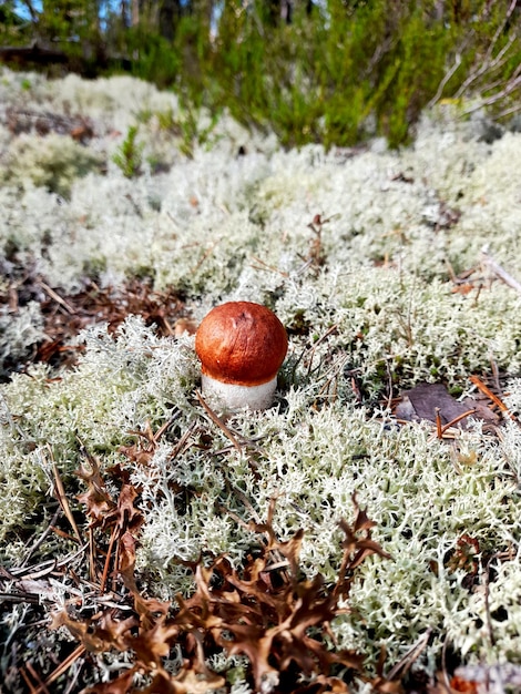 Un pequeño boletus Orangecap