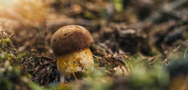 Pequeño boletus de setas silvestres crudas en musgo. Imagen del concepto de caza de hongos