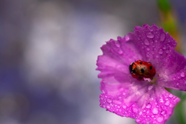 Pequeño bolso de la señora que se sienta en la flor rosada del clavel floreciente con gotas de agua.