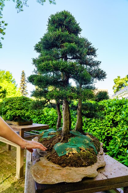 Pequeño bonsái cultivado al aire libre en un exuberante jardín oriental