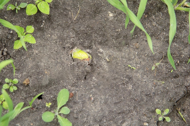 Un pequeño brote de frijoles sale del suelo en primavera