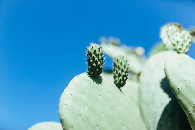 Un pequeño brote ha crecido en un cactus grande.