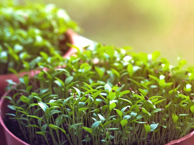 Un pequeño brote en una maceta de turba. Germinación de semillas en primavera.