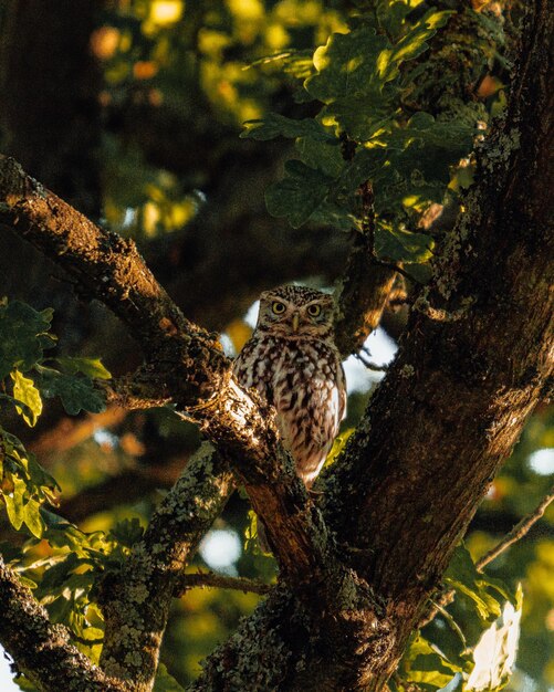 Foto pequeño búho en un árbol de cerca