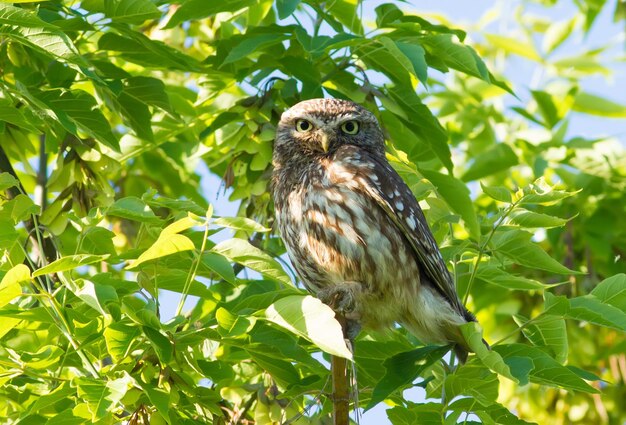Pequeño búho athene noctua El pájaro adulto se sienta en una rama y mira a la lente