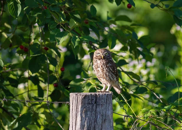 Pequeño búho Athene noctua Un pájaro se sienta en el jardín en un poste de madera