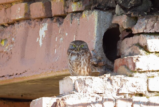 Pequeño búho Athene noctua Un pájaro se sienta junto al nido