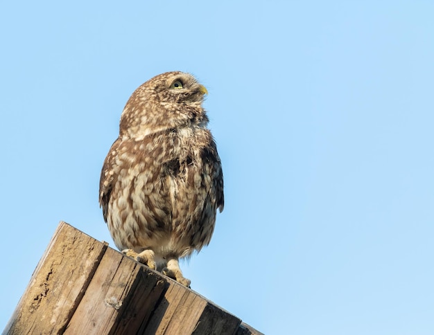 Pequeño búho Athene noctua Un pájaro se para en las tablas y mira hacia otro lado