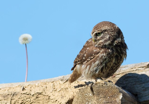 Pequeño búho Athene noctua Un pájaro se para en una viga de una vieja casa en ruinas y mira un diente de león que crece cerca