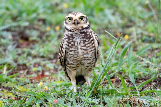 Un pequeño búho con ojos amarillos se para en la hierba.