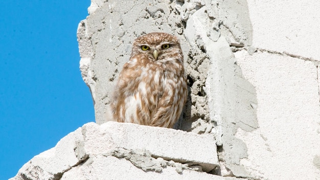 Un pequeño búho se sienta en un sitio de construcción