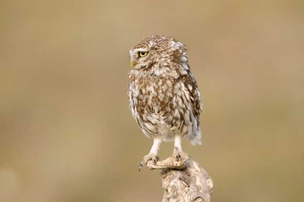 Pequeño búho en su atalaya favorita con las últimas luces de la tarde