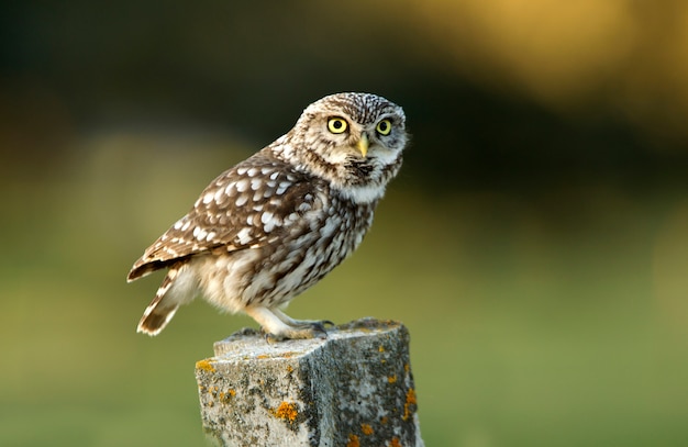 Pequeño búho con las últimas luces de la tarde, rapaces, pájaros, búhos, Athene noctua