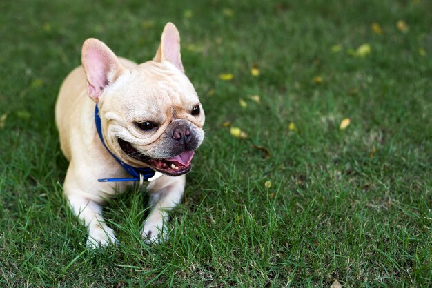 Pequeño bulldog francés feliz en campo de hierba