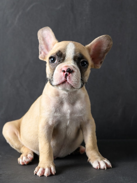 Pequeño bulldog francés lindo que mira en negro