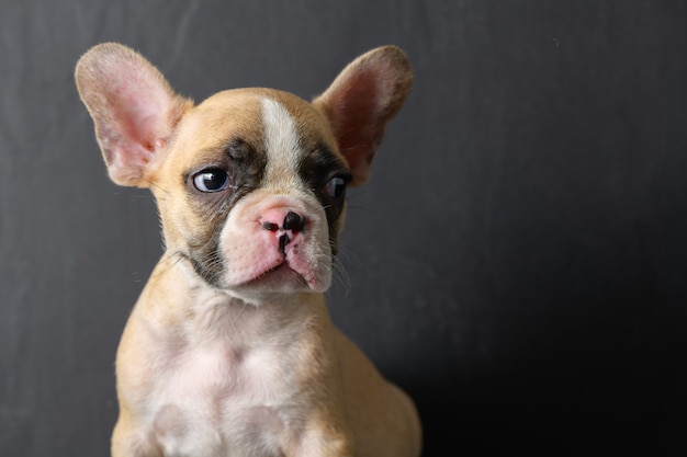 Pequeño bulldog francés sobre fondo negro