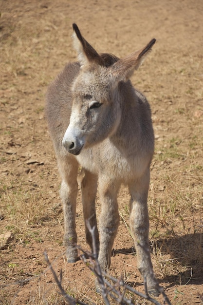 Pequeno burro selvagem cinza em um deserto