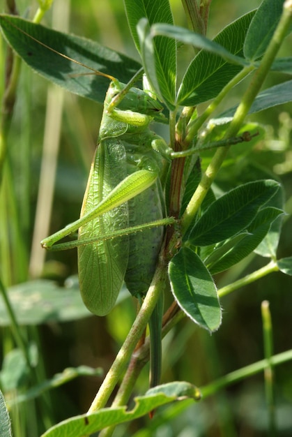 Pequeño bushcricket con antenas largas se asienta sobre una hoja verde Insecto de cerca Tettigonia viridissima