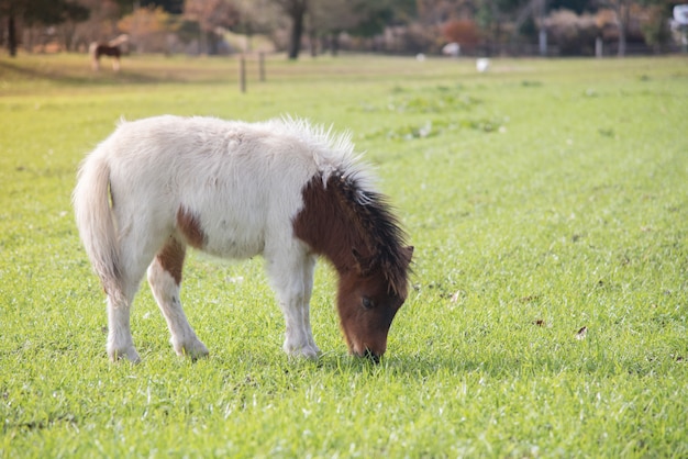 Pequeño caballo lindo joven en una granja con hierba verde