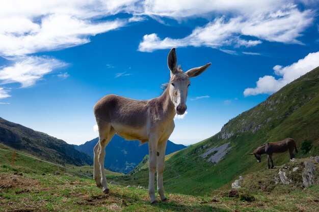 Pequeño caballo en los pastos de montaña en los Alpes