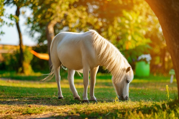 Pequeño caballo pony palomino con melena blanca pasta en el césped y come hierba verde al atardecer